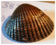 Electroplated cockle shell.JPG