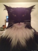 BatCat0.jpg