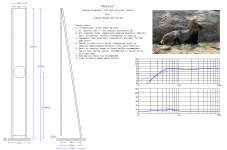 Bharal TB W6-2144 ML-horn.PNG