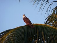 HungryBird_x.jpg