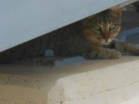 Gato2.JPG