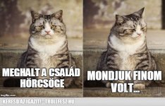 Mafia Cat.jpg