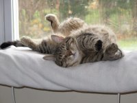 TwistedLunasleeping.jpg