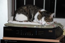 Cat is in place.jpg