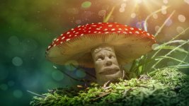magic_mushroom.jpg