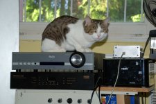 Cat on the top.JPG