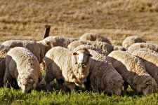 Sheep_eating_grass_edit02.jpg