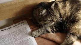 Cat and Cathode.jpg
