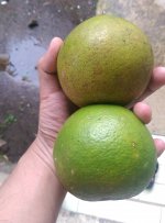 IMAG0254.jpg