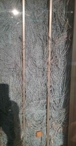 pic12.jpg