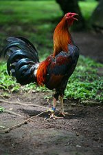 220px-Fighting_cock_Philippines.jpg