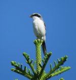 birdie-small.jpg