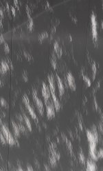 pine_tree_eclipse_shadow.jpg