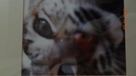 mountain lion cub.jpg mountain lion cub.jpg