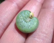 greeny.jpg