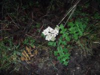 DSCF4739.JPG