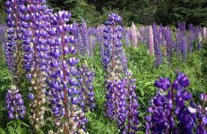 summer_lupines.jpg