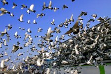 Let the Pigeons Loose (Large).jpg