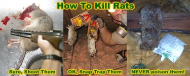 rat-kill.jpg