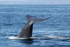 Papa-Whale-Watching-California.jpg