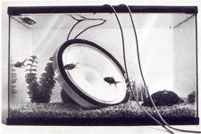 hartleyaquarium.jpg