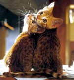 cats friends.jpg