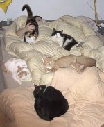 6cats.jpg