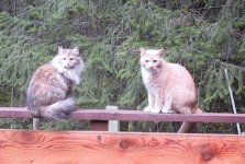 cats-on-rail1.jpg