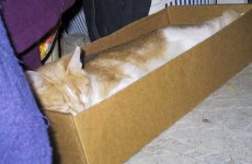 peni-in-box.jpg