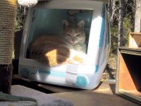 penny-in-imac.jpg