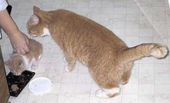 penny-ullie.jpg