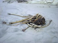 DSCN6263.jpg