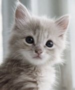 cute-kitten.jpg