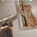 cat gets it.gif