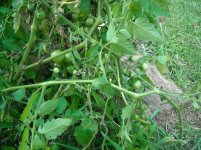 DSCN3120.jpg