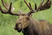 Moose1.jpg