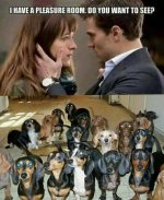 Dachshund pleasure room.jpg