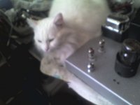 tubecat.jpg
