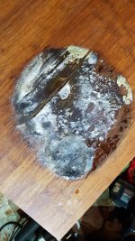 bamboo fungus.jpg