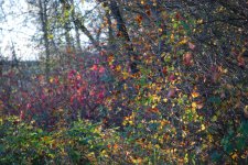 DSC_2555A_1000px.jpg