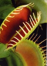 Venus Fly Trap.jpg