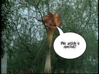 Triffid.jpg