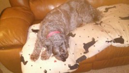 Mitzi on Couch 2018 June.jpg