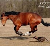 dachshund chasing horse.jpg