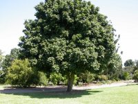 MBC - Castanospermum-australe-2.jpg MBC - Castanospermum-australe-2.jpg