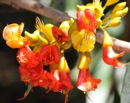 MBC - Castanospermum-australe-flowers1.jpg