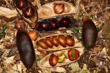 MBC Castanospermum-australe-seeds.jpg MBC Castanospermum-australe-seeds.jpg