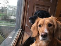 puppers.jpg