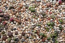 lithops_succseed.jpg