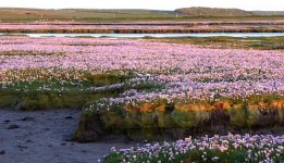 Islay Salt Marsh Thrift.jpg